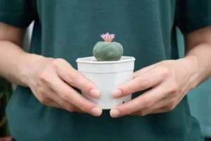 Peyote Use: An Overview of the Side Effects and Addiction Treatment